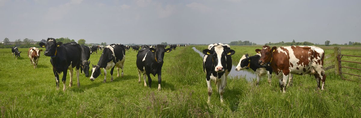 In a few days, in March, Spring will be the time the #Dutch #Cows will be able to feed on #Grasslands, after winter period in cowsheds on the farms. #CattleBreeding, #Livestock, #Netherlands, #Landscape. photo ©fredhoogervorst
