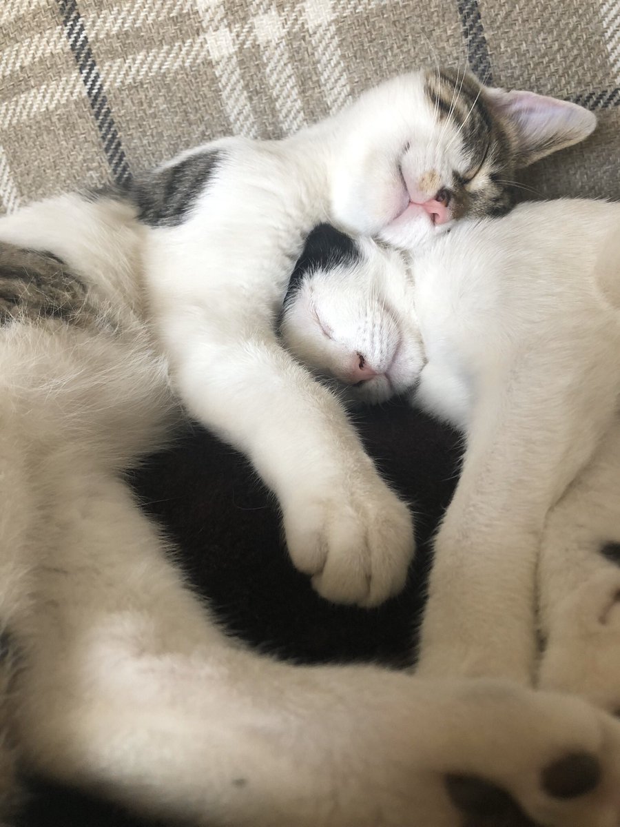 TPTigglesworth's tweet photo. When we were little furry ones 😺 baby TedPeg 😻#timefies #ThrowbackThursday #CatsOfTwitter #catsofinstagram https://t.co/HJkELAls8P
