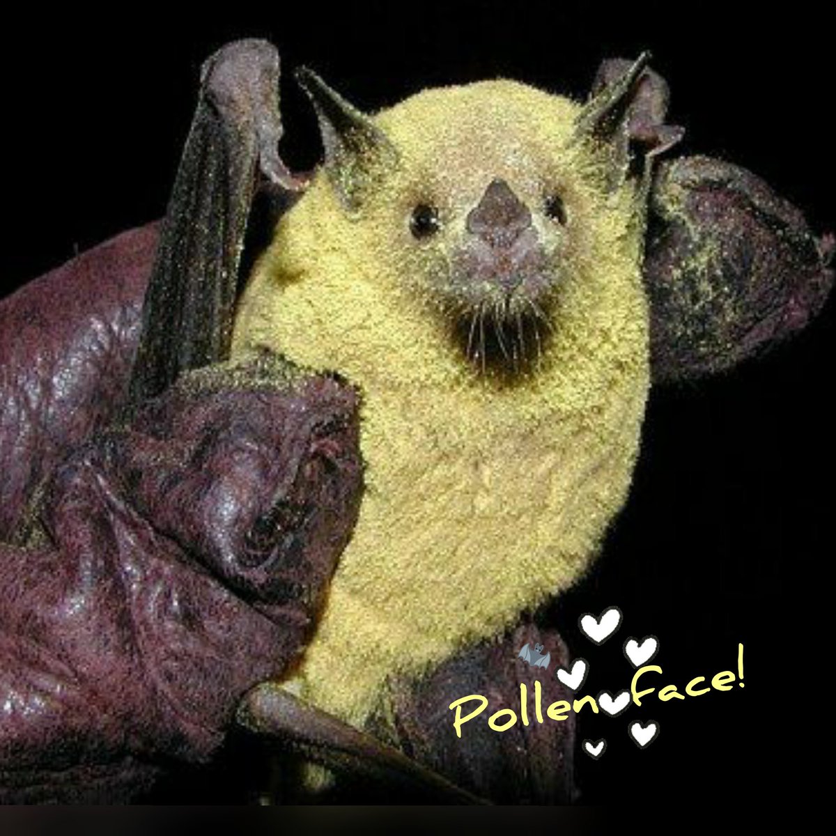 Bats_Rule's tweet photo. #pollenface now that's getting stuck into it. Busy night shift for this little one.
#BatsRule #bats #bat #microbat #wildlife #fledermaus https://t.co/HrKrey1Hio