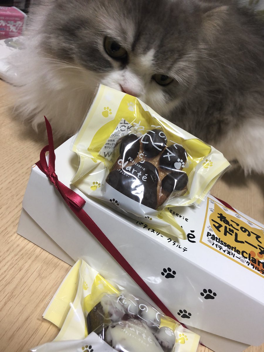 RrrSssMariannu's tweet photo. ねこのてマドレーヌもらいました♡
まりあのお手てみたい♡
#ねこのてマドレーヌ
#パテスリークラルテ
#まりあ
#ミヌエット https://t.co/ilsModXvo1