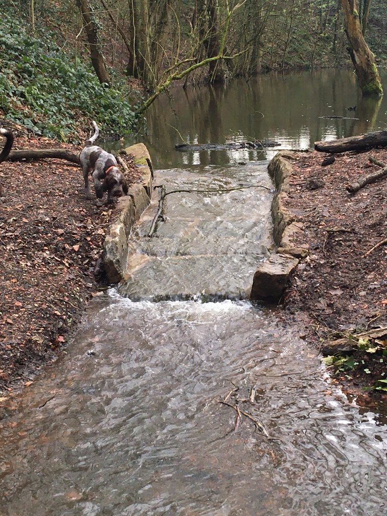 WLBC_Rangers's tweet photo. All this rain is testing our new wildlife pond outflow nicely. #MiniWaterfall #HeavyRains #TVP @ParkTawd @ccnw1 @DouglasPilot @Westlancsbc @Lancswildlife @SkelmersdaleNew @WLancsWildlife @well_skem https://t.co/tH2UWW6L6V