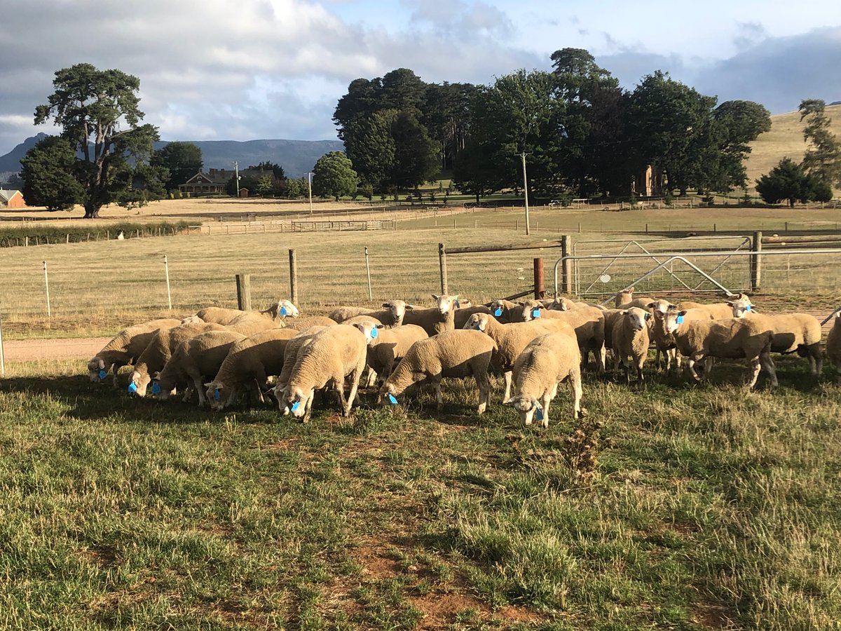 ClovenHills's tweet photo. All welcome tomorrow for first Helmsmann Sale at Wesley Dale, Tas, 1.30pm. 38 x 2019 drop rams av MCP+ 153 (top 5%). Next generation’s top performers with moderate AWT.
#eweefficiency
#easycare
#greatdoers
#lotsoflambs https://t.co/Iyldl4HdHf