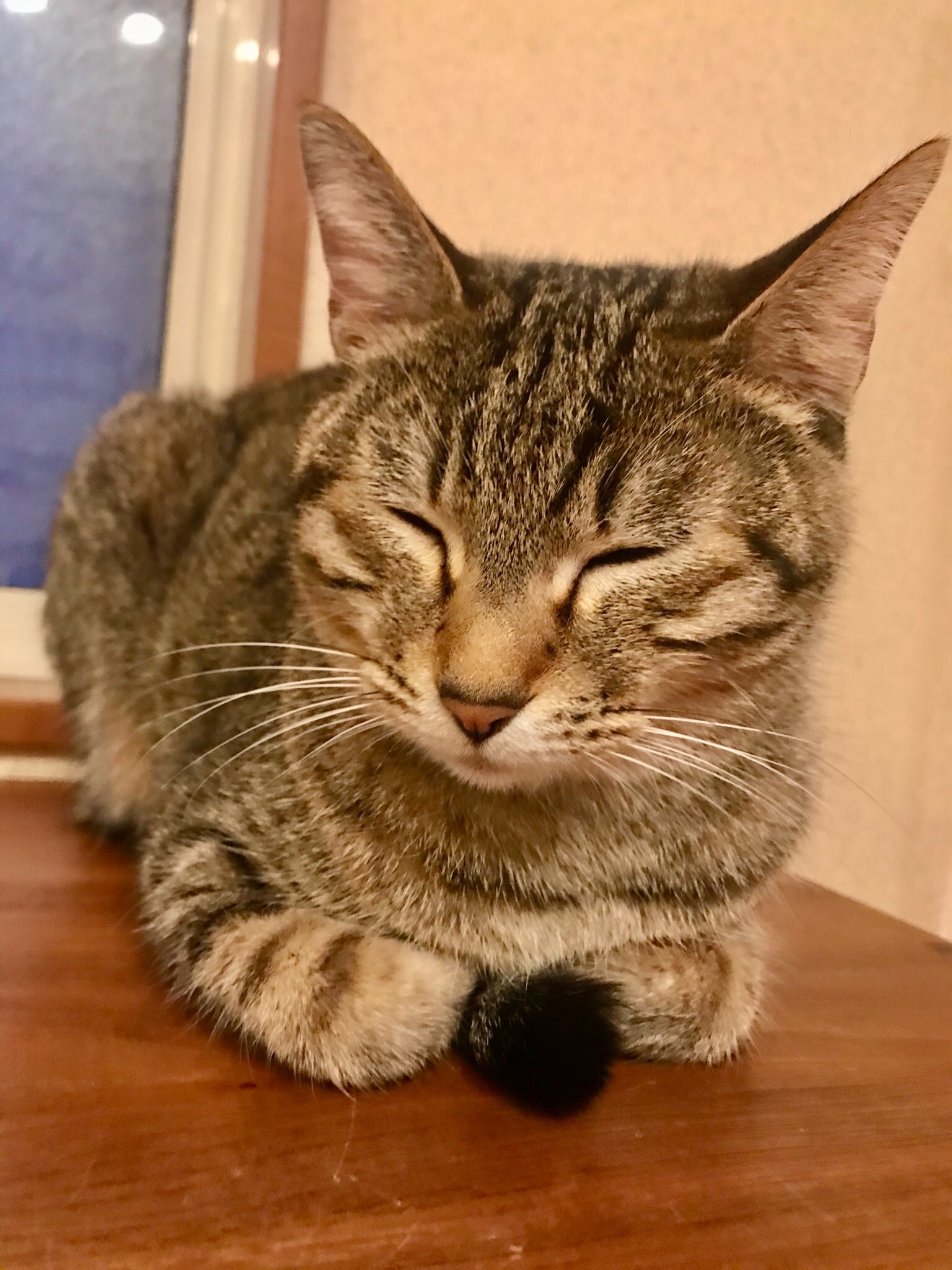 なみそ まぁみんな落ち着きなよ うちの猫なんて今 香箱座り 手と手の間から尻尾がチロチロしててめっちゃ可愛いんだぜ なみそ まぁみんな落ち着きなよ うちの猫なんて今 香箱座り 手と手の間から尻尾がチロチロしててめっちゃ可愛いんだぜ