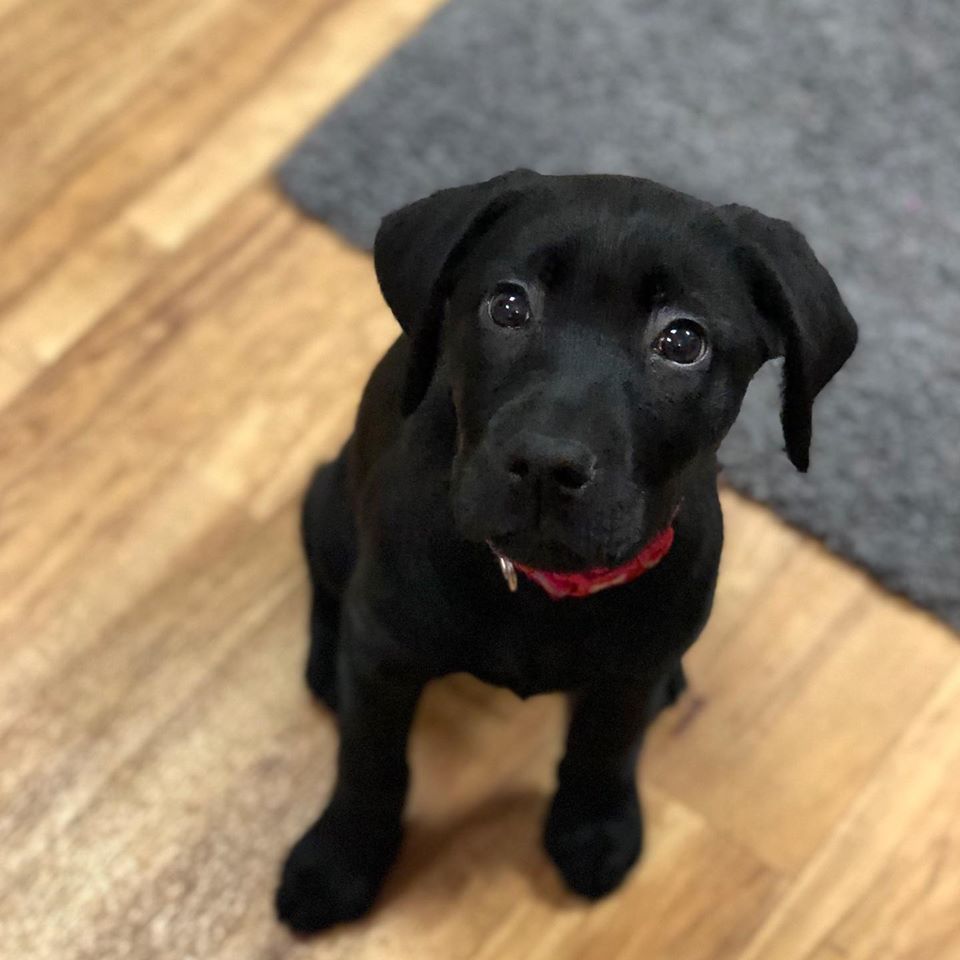 Roxy, the newest member of our ever growing dog family visited the office this week to meet the team. 🐾🐶 #dgoi #puppy #roxythelab #officedog #dogsarebetterthanpeople #cardiff #ourofficeisbetterthanyours #interior #interiorfitout #interiordesign #design