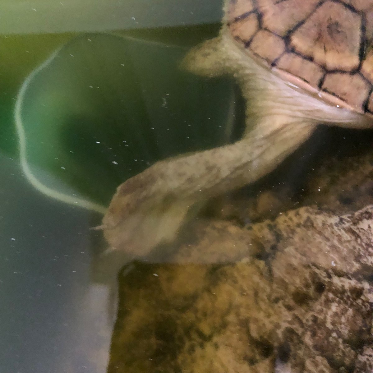 カメさん日記 (@ATA0IM2nMnDflI8) / Posts / X