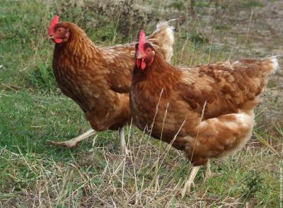 #zérodéchet

Belle initiativ zéro déchet : la ville de Dax propose à ses habitants d'adopter 2 poules composteuses qui ingéreront chacune 100 kg de déchet par an ! 
grand-dax.fr/vivre-au-grand…