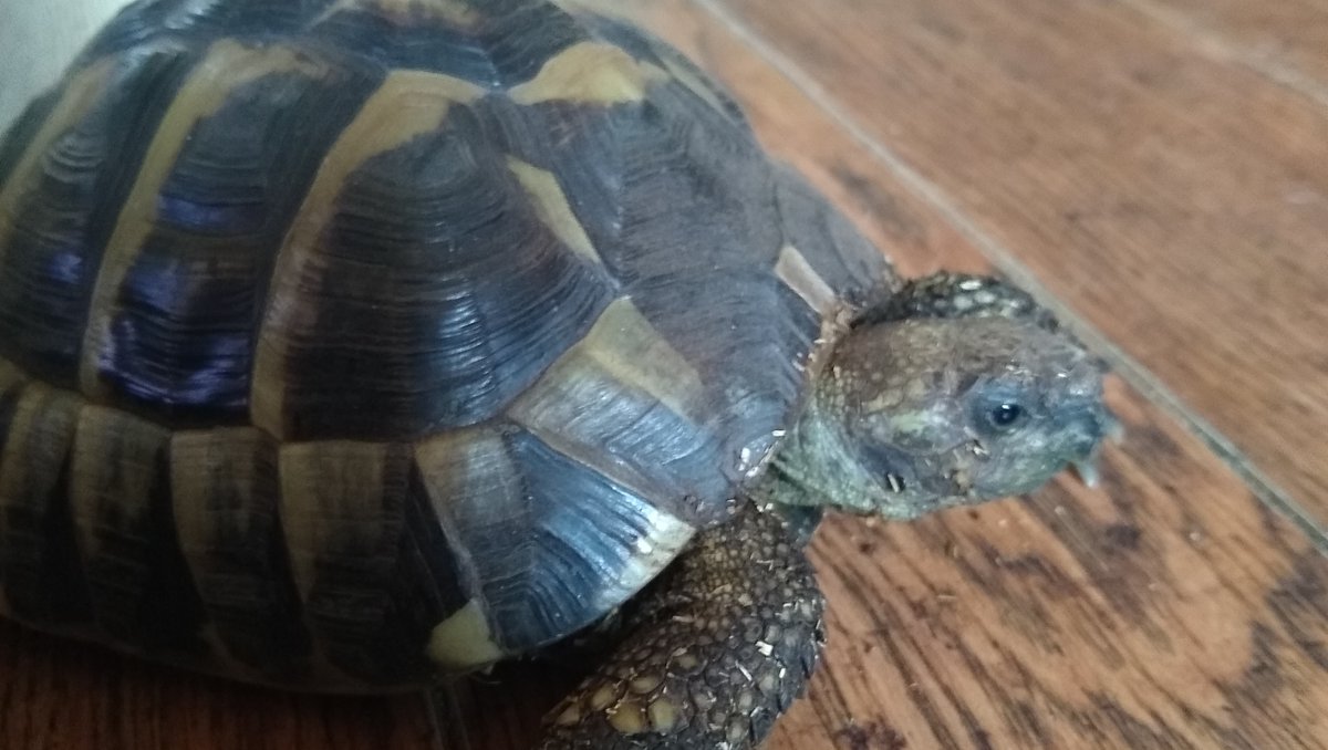 WirralWhiskers's tweet photo. This is Jeff, a Hermann's tortoise I looked after last week. He loved being hand fed.
#hermannstortoise #hermanns #sulcatatortoise #tortoiselife #tortoiseofinstagram #tortoises #reptilepets #tortoiselove #tortoiselover #cresties #tortoisesofinstagram #exoticpets #ectotherm https://t.co/LprvRGRjXz