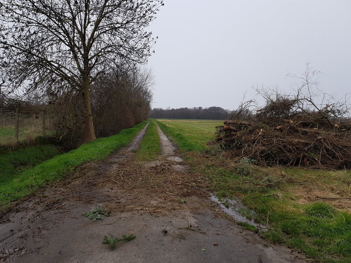 babyblu21300226's tweet photo. @GeorgGelhausen  Das hat mit Verkehrssicherungspflicht nichts mehr zu tun! Hier werden gesunde Bäume gefällt !!! Die Mitarbeiter der  @GemeindeMerzenich teilen mit:" Es ist alles Eigentum von RWE" 😡😡😡😡 Sieht so der Erhalt des Dorfes aus? https://t.co/Mr8KwM3GLx