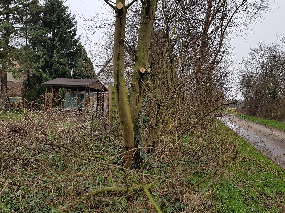 babyblu21300226's tweet photo. @GeorgGelhausen  Das hat mit Verkehrssicherungspflicht nichts mehr zu tun! Hier werden gesunde Bäume gefällt !!! Die Mitarbeiter der  @GemeindeMerzenich teilen mit:" Es ist alles Eigentum von RWE" 😡😡😡😡 Sieht so der Erhalt des Dorfes aus? https://t.co/Mr8KwM3GLx