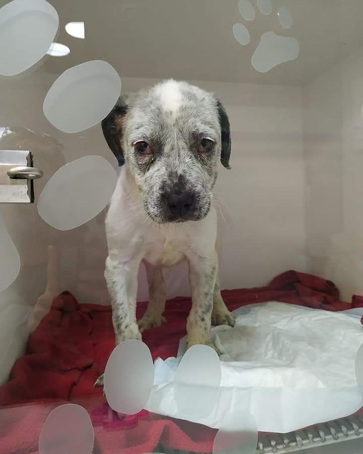 Hoy nos despertamos con la peor noticia... El pequeño Taco ha fallecido... Dio positivo a moquillo y no ha podido superar la enfermedad... Vuela alto, pequeño... Nos dejas desoladas... Ahora eres libre 🌈