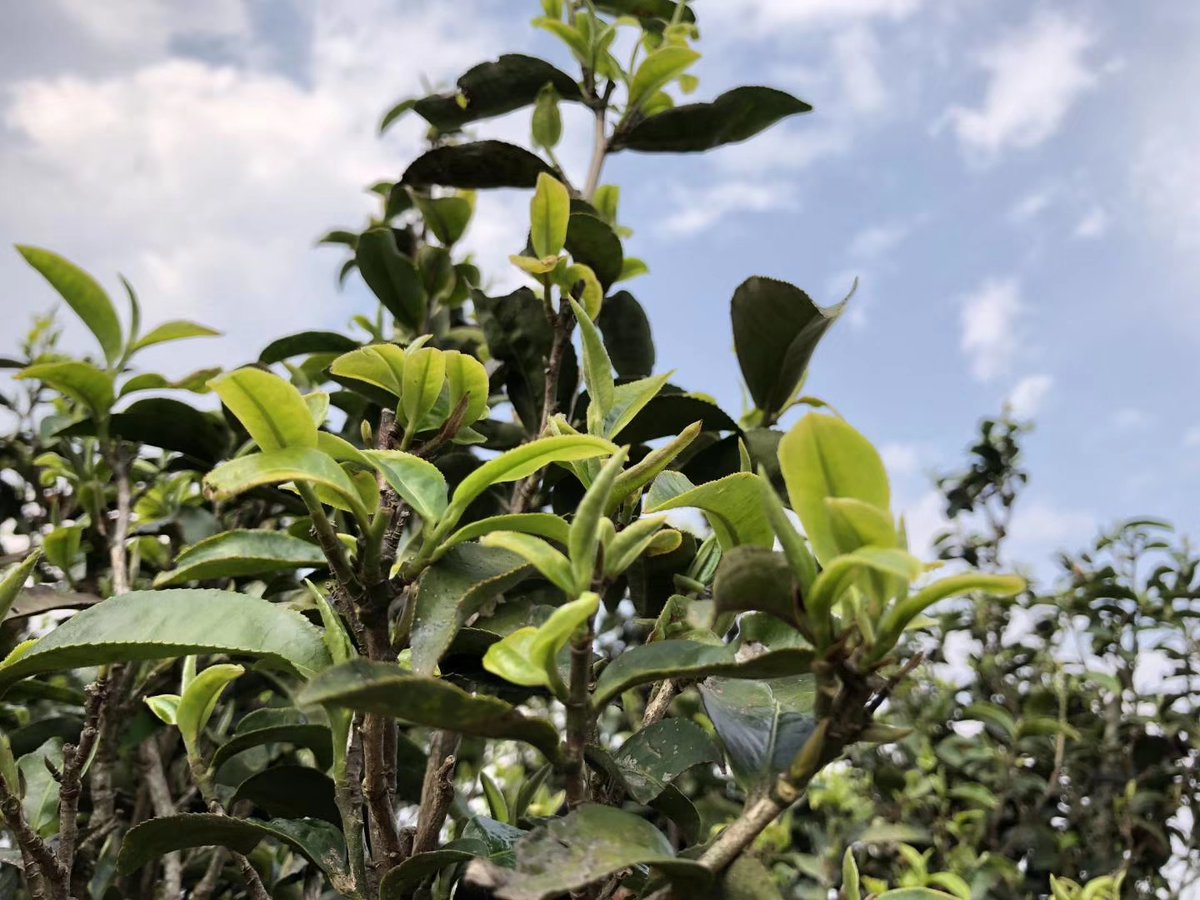 ViconyTeas's tweet photo. Puerh tea trees are sprouting exuberantly in Gengma, Lincang, Yunnan. #2020tea #newtea #puerh The harvesting is expected to be begun soon. https://t.co/I3iI93GcaO