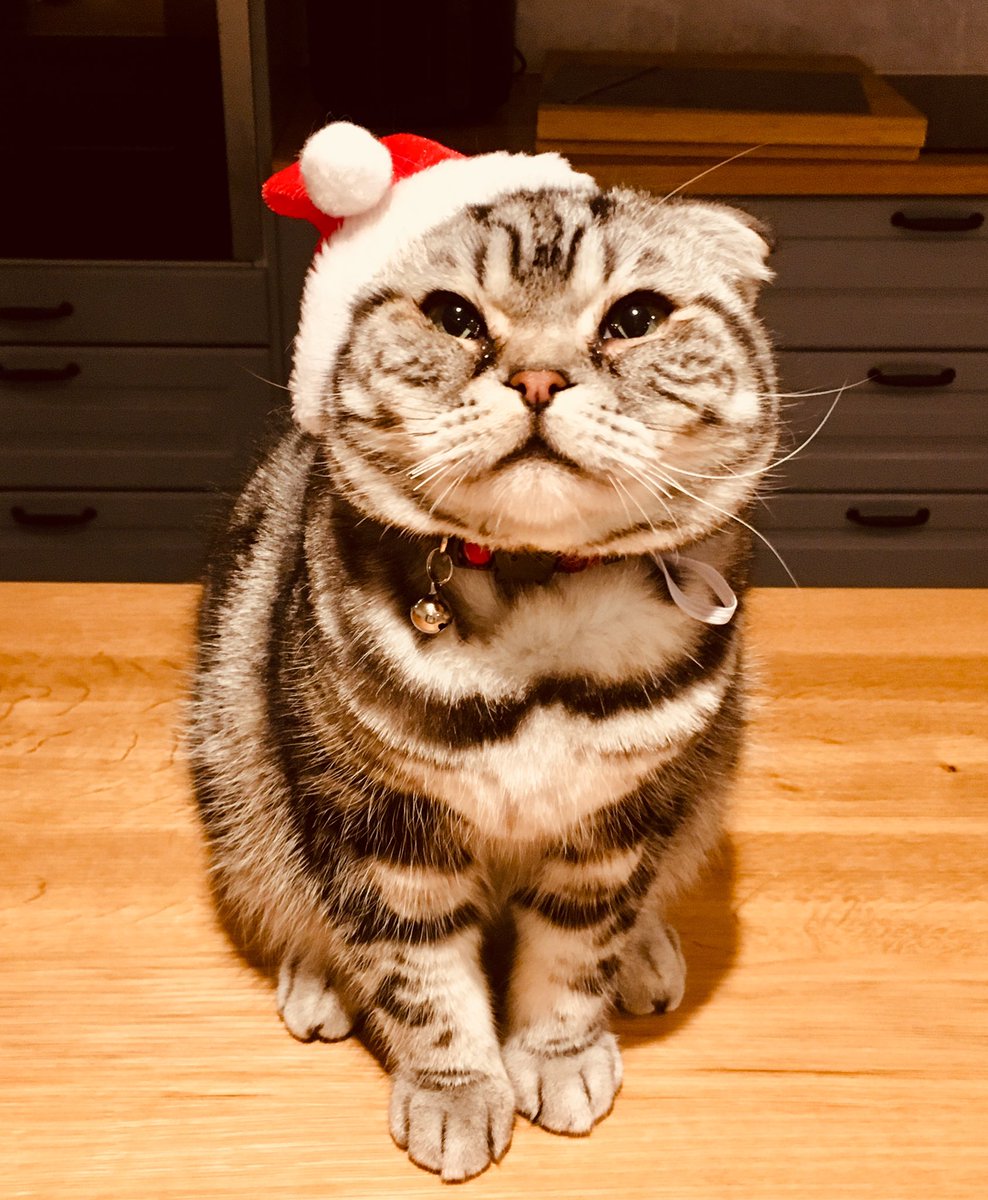 #ThrowbackThursday #twittens #CatsOfTwitter #Christmas2019 

Have a fabulous day and we hope we can add some festive cheer on this day. 

Mummy got a half decent (non scowling) pic of me 😹 Cassie was still a teeny bop 

#BaoandCassiemas 🐾💕