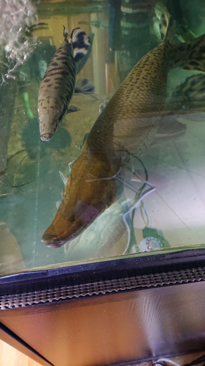 日生ハル 最近 餌やりの時に飛び付いてくるからビビる 古代魚 アリゲーターガー 熱帯魚 餌はカーニバル ビビる 日生ハル 最近 餌やりの時に飛び付いてくるからビビる 古代魚 アリゲーターガー 熱帯魚 餌はカーニバル ビビる