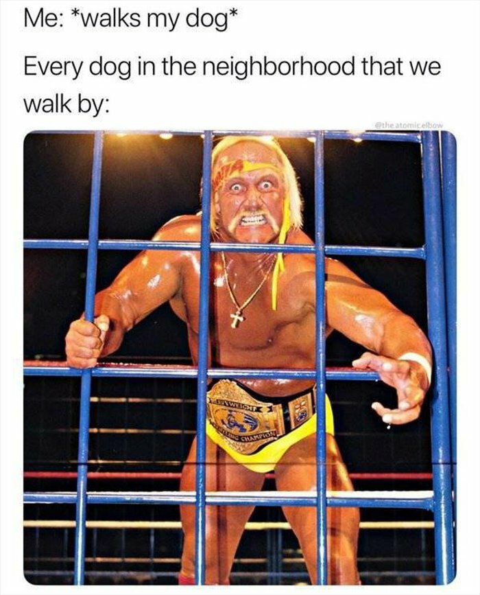 funnyordead_'s tweet photo. every other dog #FunPicOrDead https://t.co/rWySPym4uQ