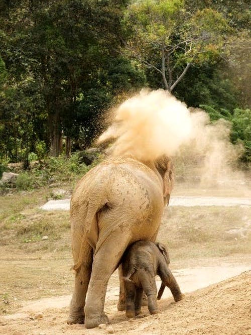 Ever been to David Sheldricks elephant orphanage? Visit this place with us at a cheap price from as low as USD 90 ON A MOTORCYCLE!!!!!#adventure #adventuretransformed