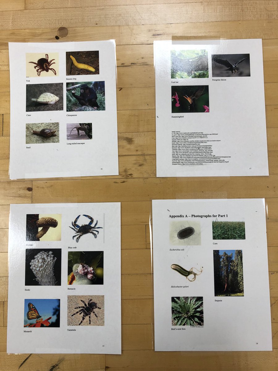 Review of classification and dichotomous keys at NFHS