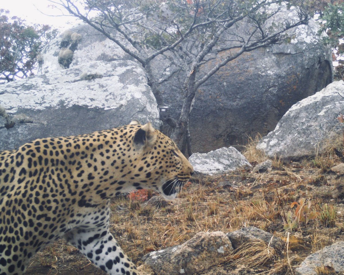 AfricanParks's tweet photo. Exciting news from Mangochi Forest Reserve in Malawi – a leopard has been caught on camera trap! A small population has managed to survive in this mountainous terrain - one that we hope to supplement with translocations to Liwonde National Park later this year. https://t.co/AhfXtLvMF4