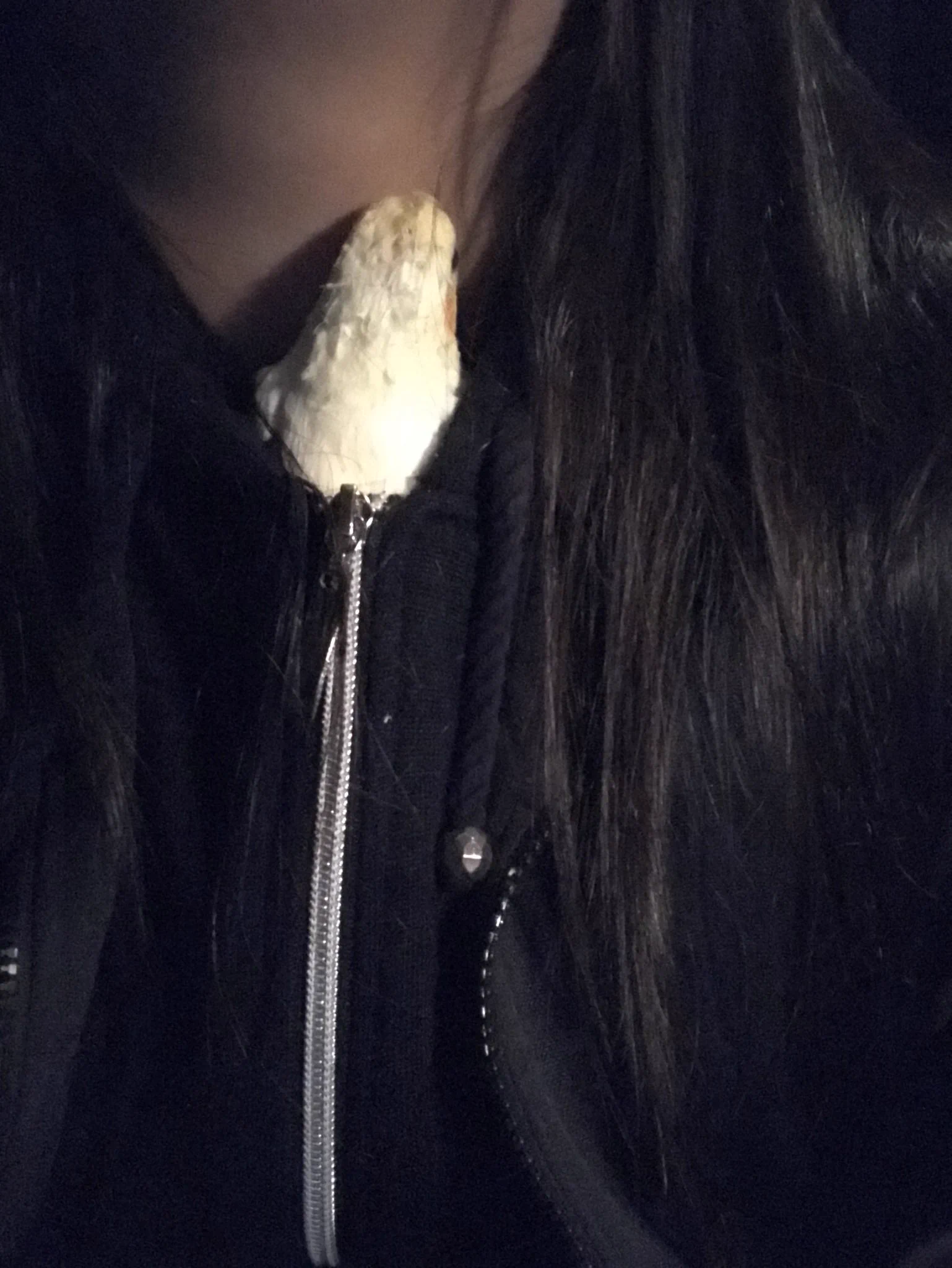 @animalland7 私のパーカーの中に入り込んだ鳥(後頭部)もかわいーぞ❤ 