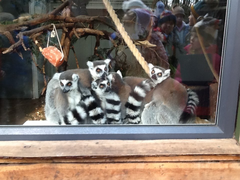 Y2Ops's tweet image. We have walked 7km today around @YorkshireWP and it has been AMAZING! We loved seeing the polar bears so close and the lions were incredibly photogenic. We learnt so much about the wallabies as we walked through the enclosure. #activelearning #curiositylearning #lovelearning