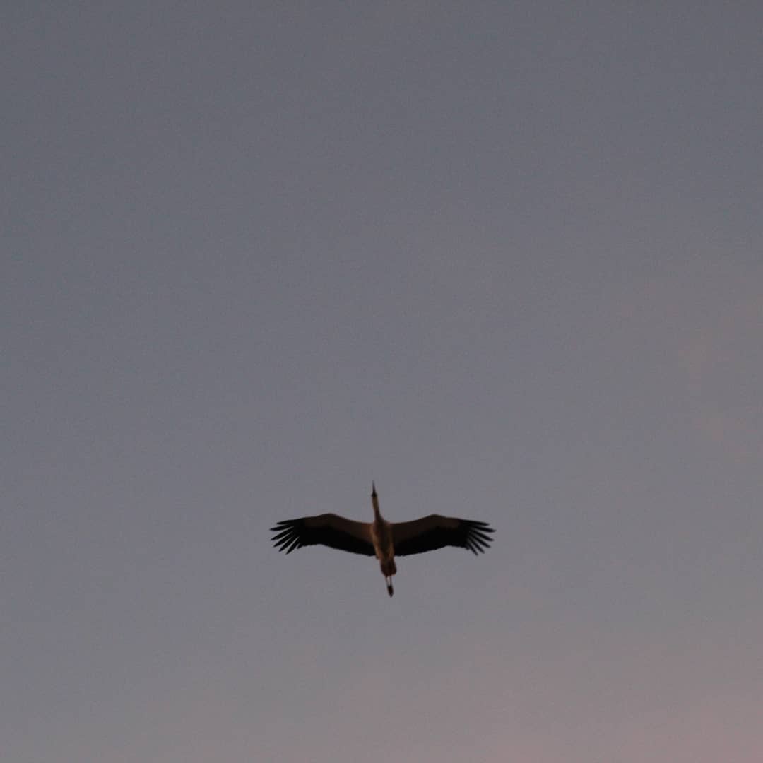 WalisonSL's tweet image. De paso.

Ciconia ciconia