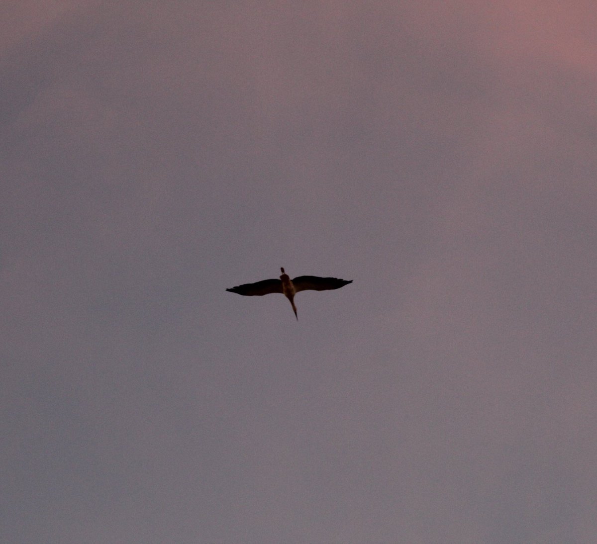 WalisonSL's tweet image. De paso.

Ciconia ciconia