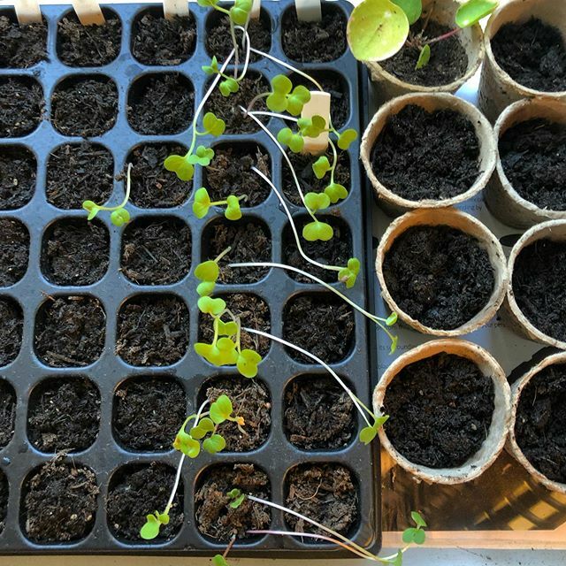 Somersalt tweet media