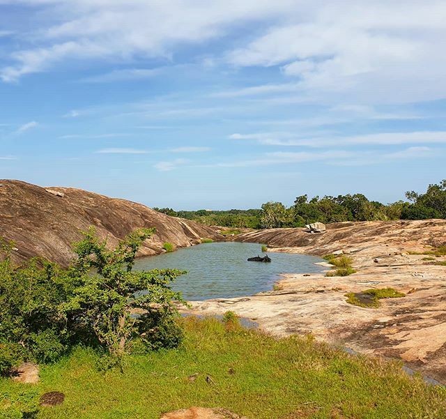 blueturtlehotel's tweet photo. Un de mes points de vue préférés a Yala. 
#yalanationalpark #yala #safari #asia #srilanka #nature #naturlovers #animallovers #animal #traveler #traveller #travel #holidays #vacances #voyage #watercolor #buffalo #waterbuffalo #exotic #lucky https://t.co/rRA63QbHfp https://t.co/FqgADOBCc8