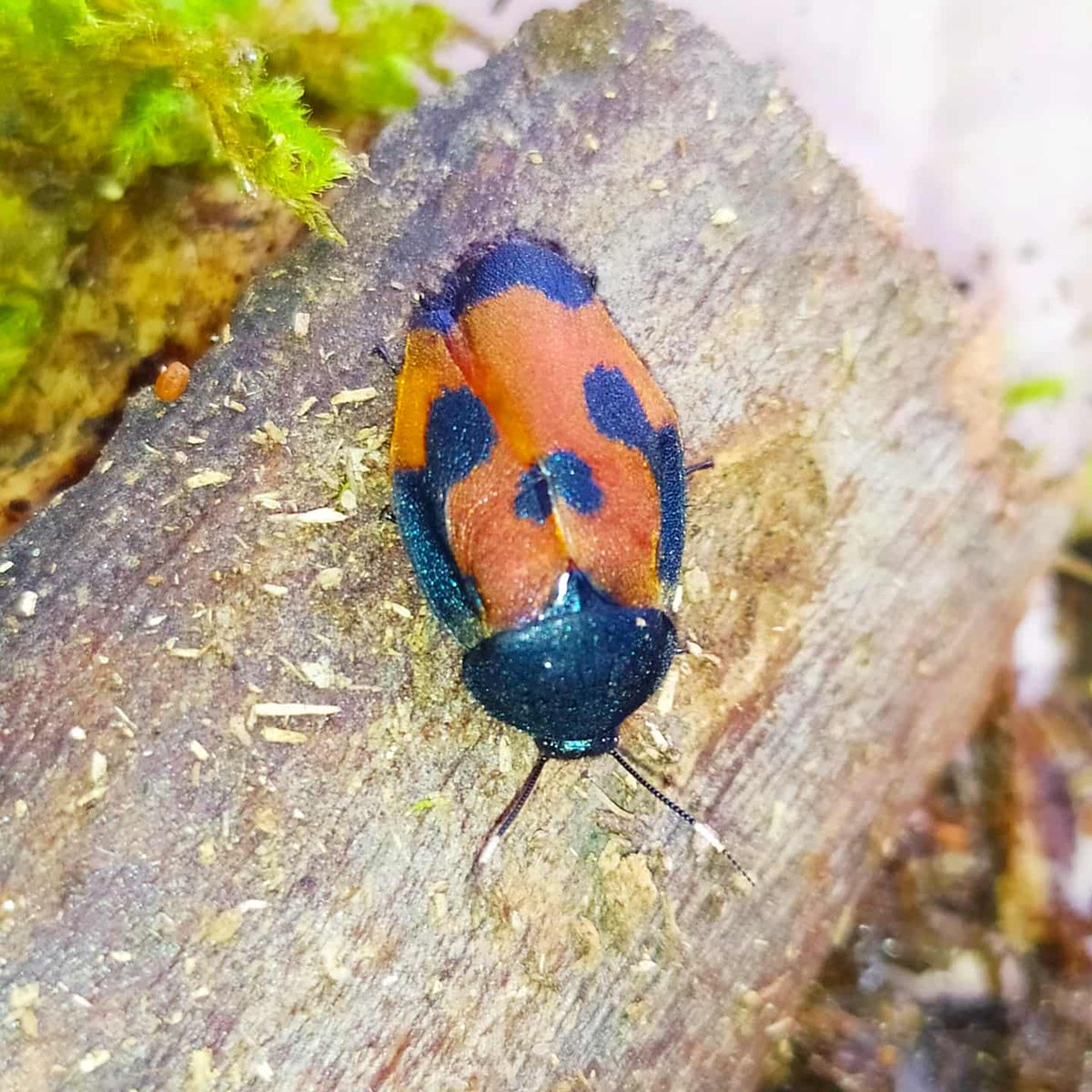 InvertebratesOf's tweet photo. Eucorydia Westwoodi

The most beautiful roaches from China 😍❤️🔥🐞
#animals #animal #fauna #pet #zoology #bug #invertabrate #arthropod #arthropods #arthropoda #insect #insecta #insects #roach #cockroach https://t.co/ZofgLYJt1O