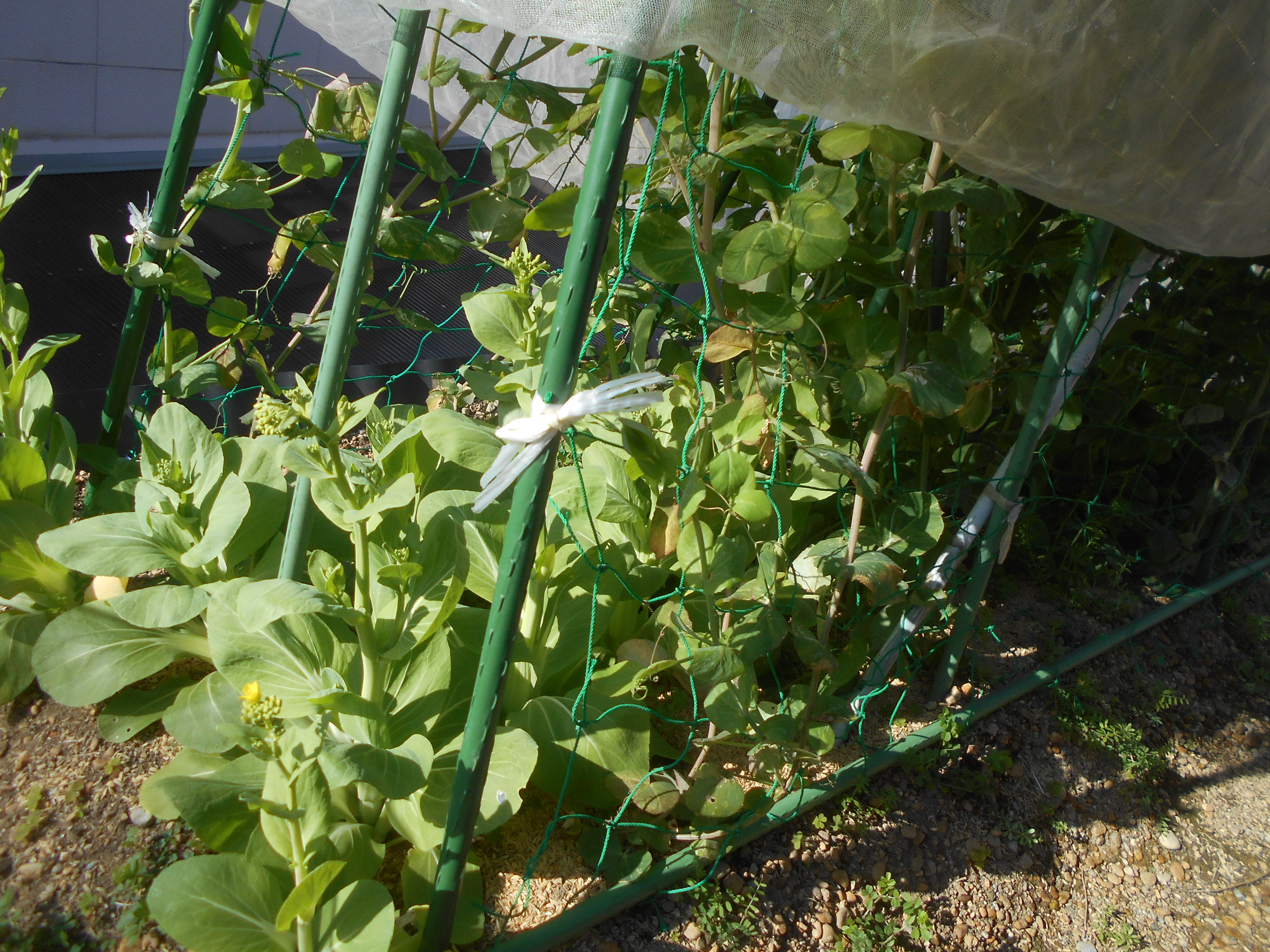 うさ えんどう豆は摘芯をしなくても育つ野菜ですが 摘心をした方が実付きが良くなり味も良い物ができます 摘芯を行うだけで実付きも味も良くなるだけでなく 風通しもよくなるので病気も防ぐことが出来ます 美味しいさやえんどうをたくさん収穫するために