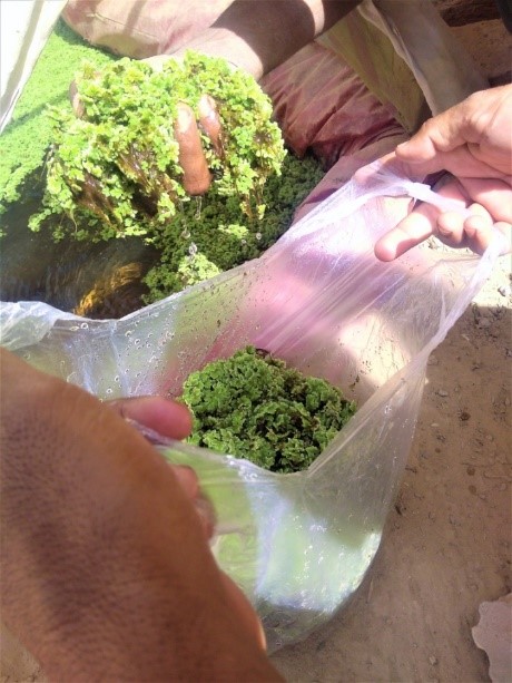 BrookeIndia1's tweet photo. Equine owner Inderaj from Hanumangarh has reaped benefits from BI facilitated training on Azolla cultivation. He is now able to produce nutritious fodder for his equine, as well as increase his income by selling excessive produce.
@TheBrooke 
#Equine #Azollacultivation #Rajasthan https://t.co/NaqNu3rePz