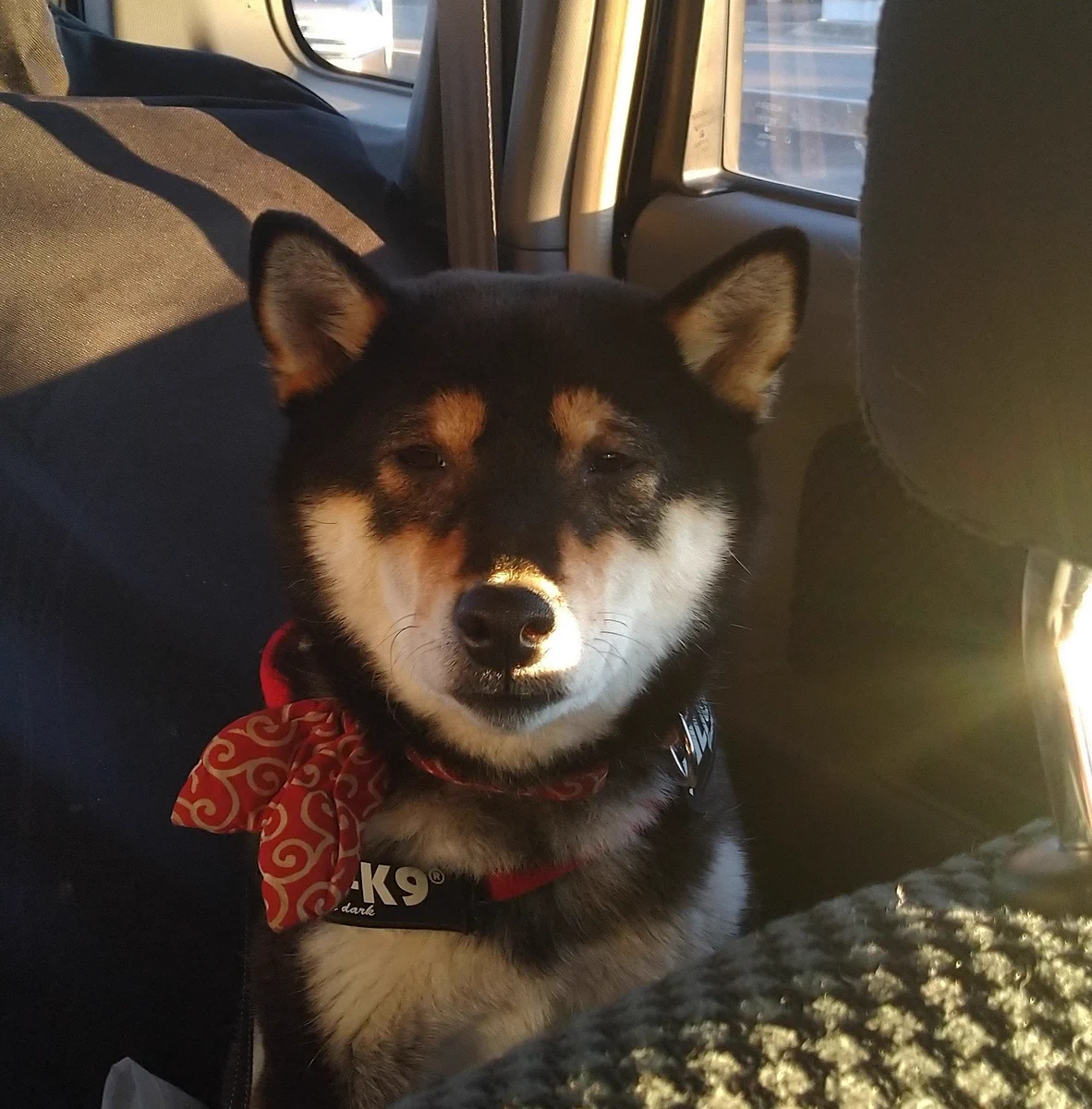 犬の表情がすべてを物語ってるwww動物病院で注射されたワンちゃんが話題www