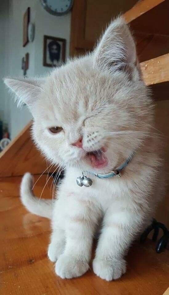 ten as cat 🐱 tweet media