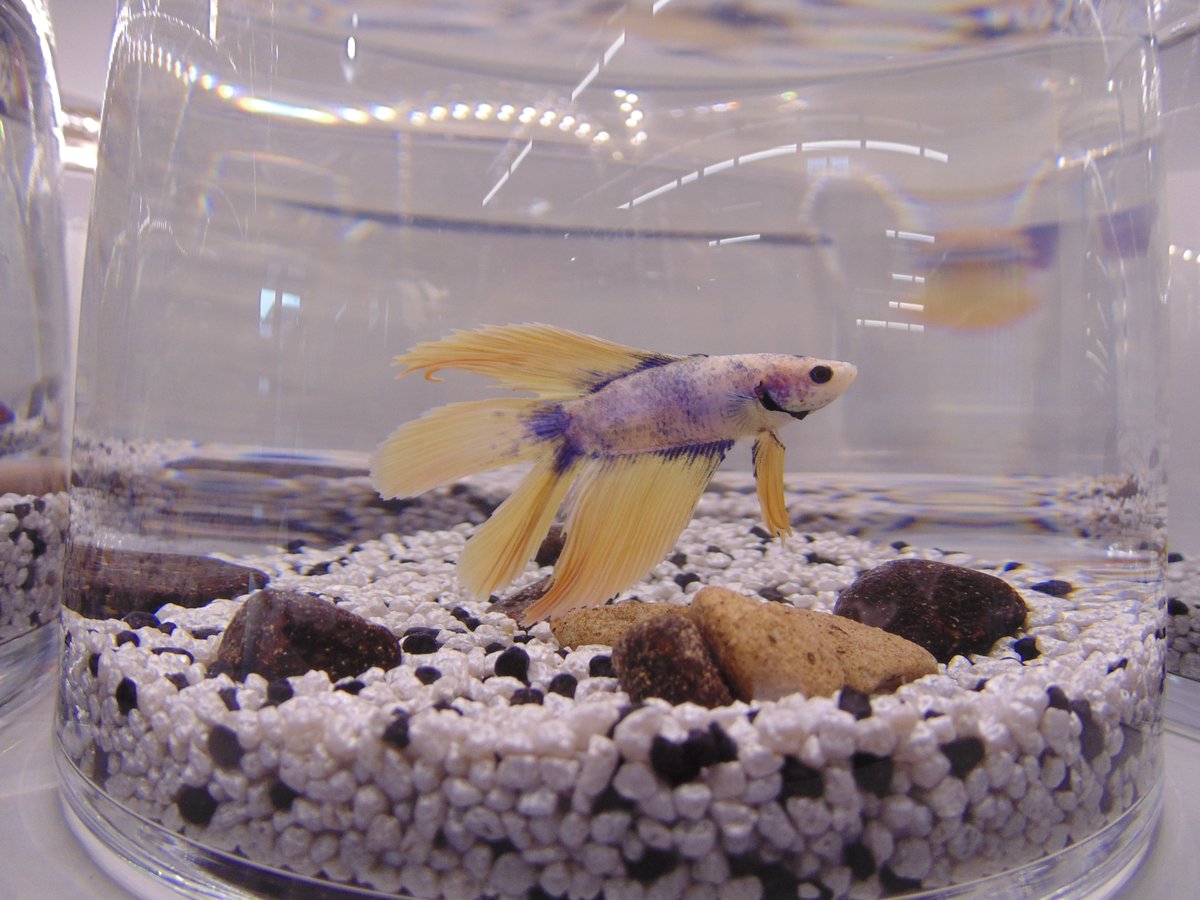 ANIMOTOPIA's tweet photo. Betta splendens #poisson #poissons #betta #bettasplendens #beaupoisson #animotopia #animalerie #plouigneau #morlaix #finistere #Bretagne #breizh https://t.co/rZnpWnY5Kd