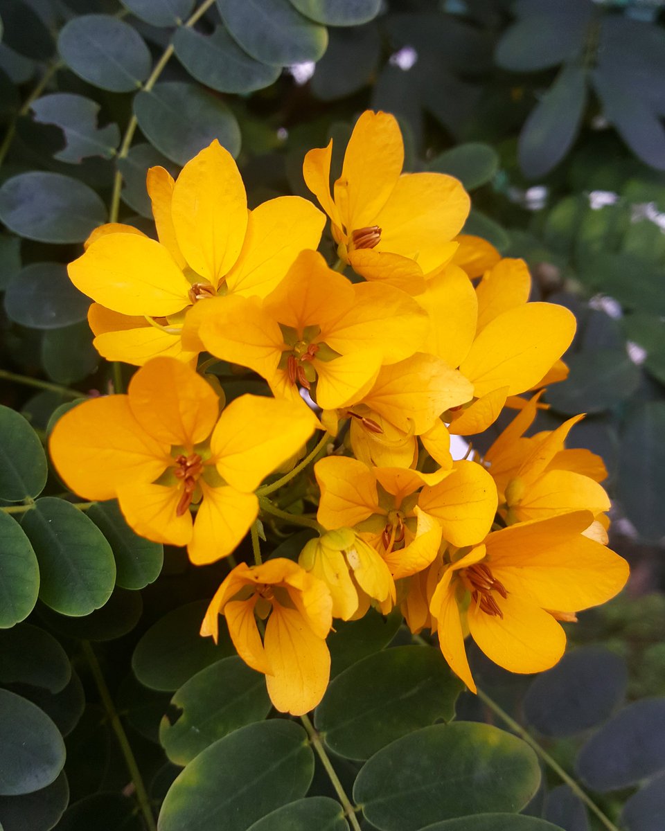 Piydnamvip 27 02 週四 黄槐决明 Sennasurattensis 黃槐 黃槐花 花朶 Flowers 花 綺麗 꽃 Fluers Photo Instagramphoto Nature Natural Instagram Instapic Flowerslover 隨手拍 Flowersinstagram Loveflowers Instagramflowers Piydnamvip 27 02 週四 黄槐决明 Sennasurattensis 黃槐 黃槐花 花朶 Flowers 花 綺麗 꽃 Fluers Photo Instagramphoto Nature Natural Instagram Instapic Flowerslover 隨手拍 Flowersinstagram Loveflowers Instagramflowers