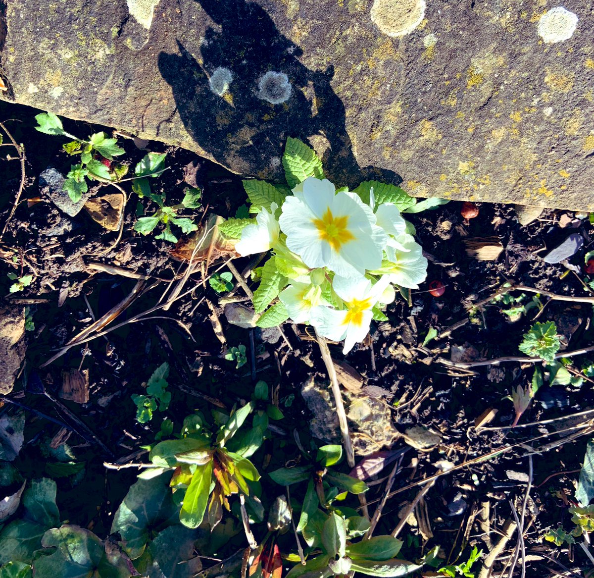 Primrose...
in #sunshine #selfseeded #wildflower
🌱🌼🌱