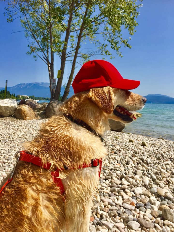 Affordable Car Hire tweet media