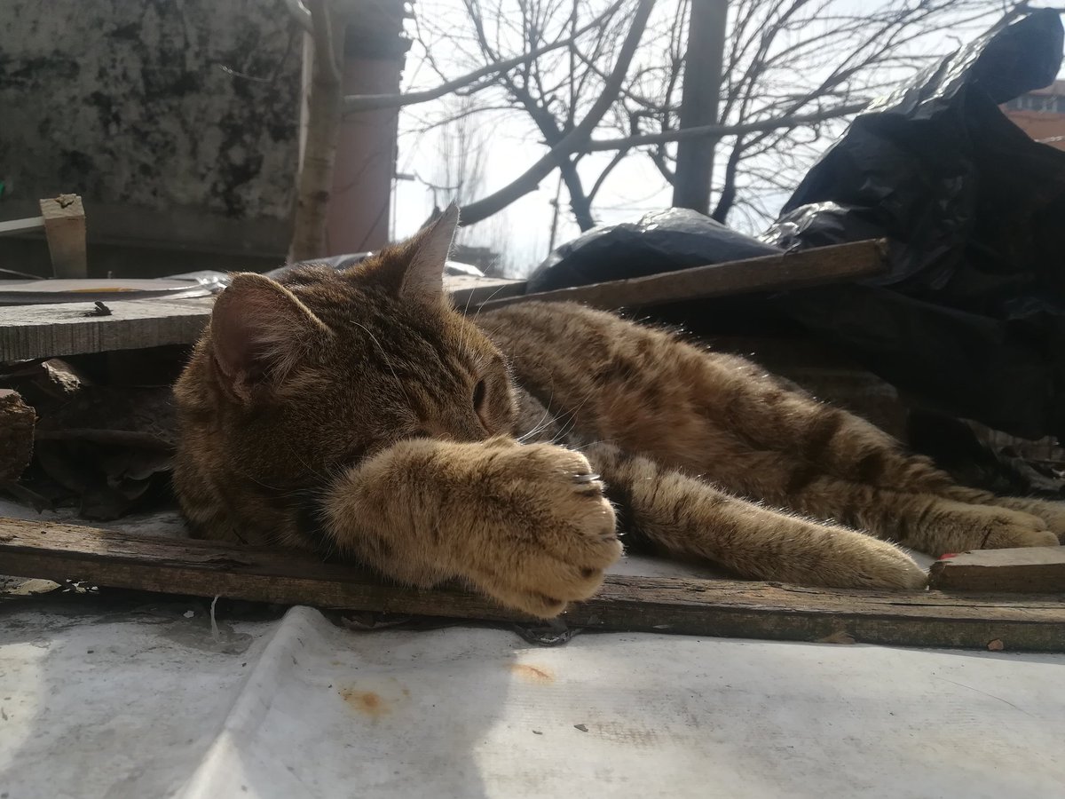 AsyaEdaIK's tweet photo. Ah be tombik https://t.co/OybXyDd7E8