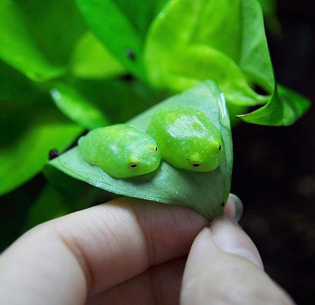 ☆.*｡・. Hodie on X: @mafiabossakiko VERY GOOD AND CUTE!!! These two tiny  frogs are very happy with the tiny frog representation!   / X