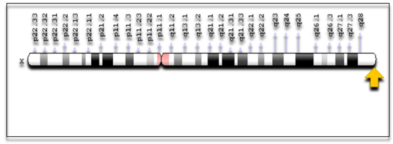 UpbmAsso's tweet photo. Édition génomique pour le traitement de l'hémophilie A: correction du gène F8 du chromosome X
#TALENs #CRISPR/Cas9, #ZFNs
https://t.co/OWEMLPmCKJ https://t.co/TDlqbHkq4c