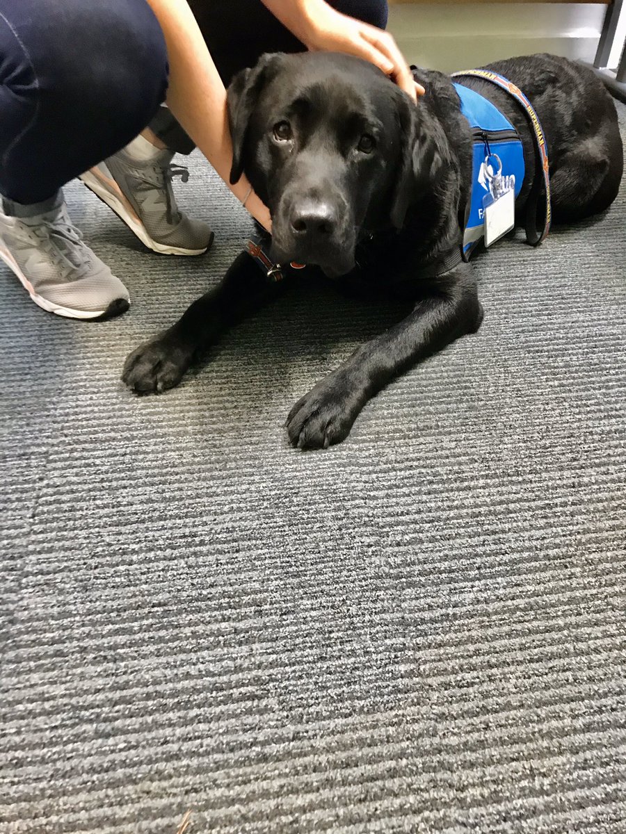 JusticeDogsLab's tweet photo. Introducing our students on the @CCCUPsych foundation year to facility dogs, and the amazing work they do with vulnerable people! #Duo #FacilityDogs #ThisDogCan.
Oliver even managed to help a student get over her fear of dogs. All in a days work! 🐶 https://t.co/6LRU3NrXgk