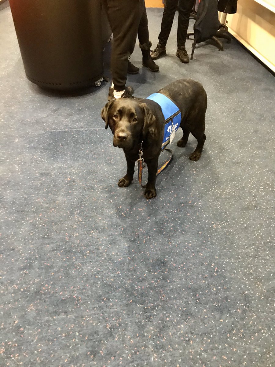 JusticeDogsLab's tweet photo. Introducing our students on the @CCCUPsych foundation year to facility dogs, and the amazing work they do with vulnerable people! #Duo #FacilityDogs #ThisDogCan.
Oliver even managed to help a student get over her fear of dogs. All in a days work! 🐶 https://t.co/6LRU3NrXgk