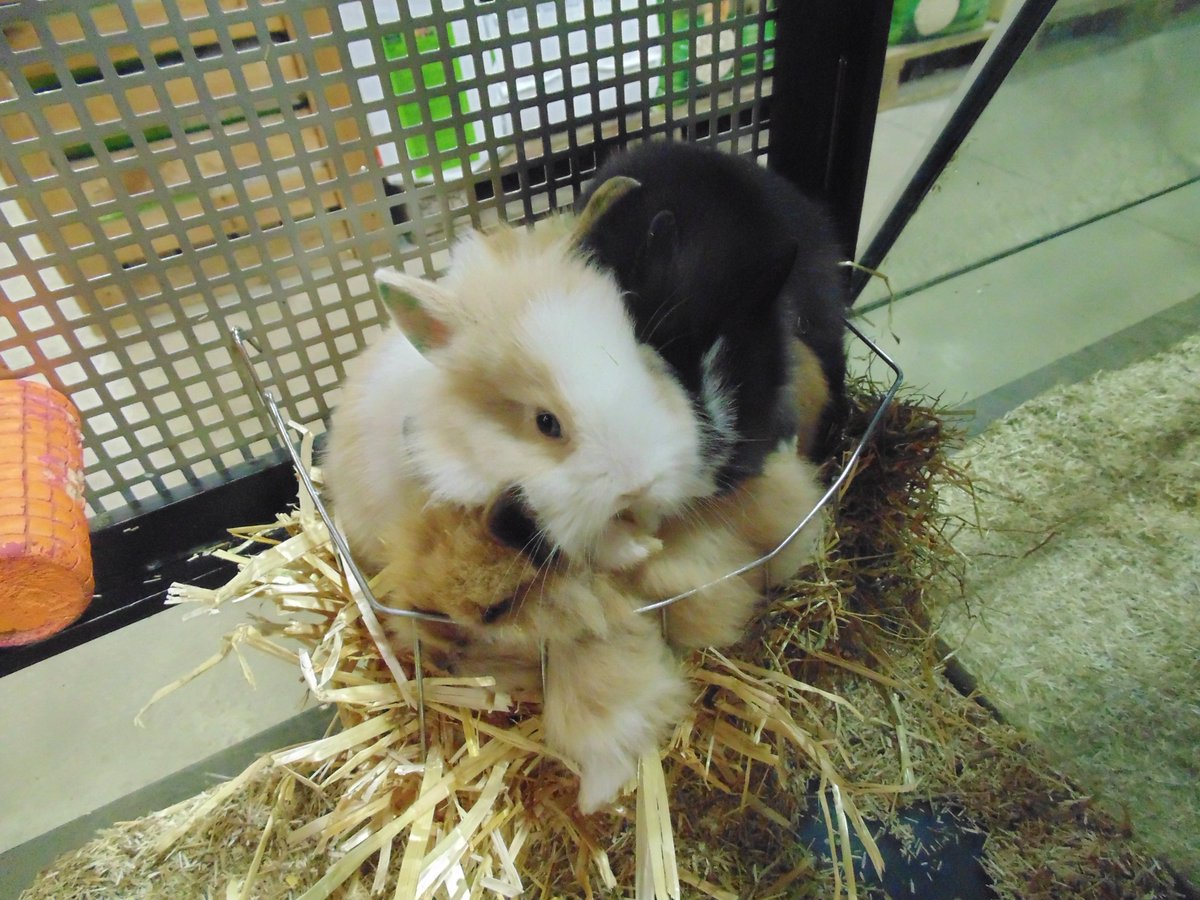 ANIMOTOPIA's tweet photo. Lapins #lapin #lapins #rabbit #loveanimal #lovelapin #loverabbit #lapinnain #toy #animotopia #animalerie #plouigneau #morlaix #finistere #betagne #breizh https://t.co/RjpmjqHh7t