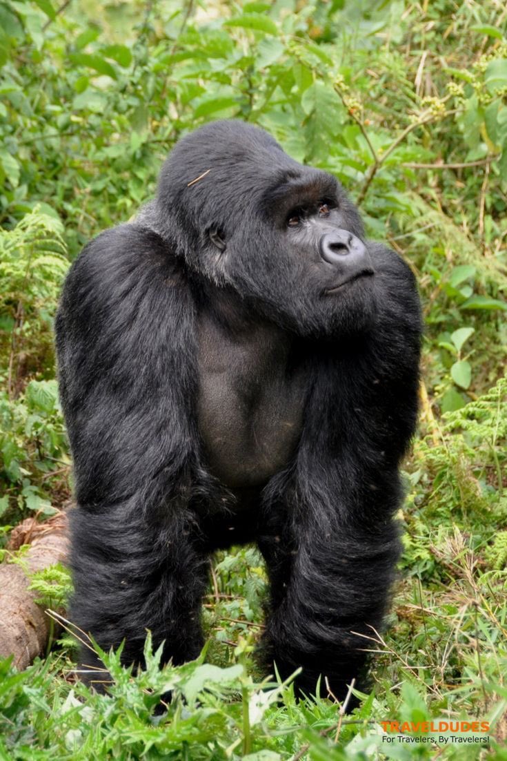 Do you know that Rwanda 🇷🇼 is one of the countries where you can see mountain gorillas 🦍? Explore Rwanda with us on April 8-12 at an affordable price. Dust your boots and get ready for this. cc @Mufasa_pr #ThursdayMotivation #ThursdayThought #Rwanda #safari #Nigeria #Rwandan