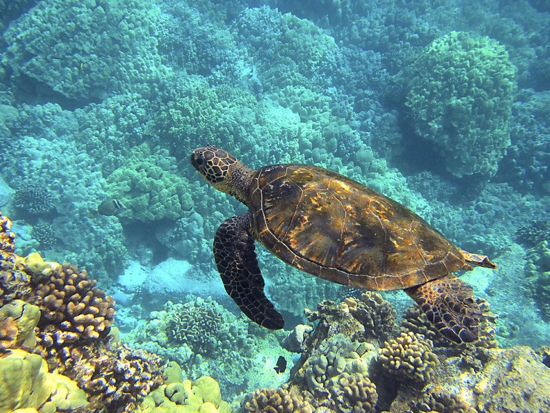 atlanticleather's tweet photo. THE HABITAT OF LEATHERBACKS: A Thread 🌊🏝 #savetheturtles (@LuysterJim) https://t.co/QWcX92T2zz
