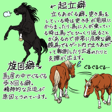 乗馬のギモン なぜ馬の毛を編み込みするの 馬のおしゃれ 編み込みをする理由とは 乗馬用品ジョセスの記事一覧