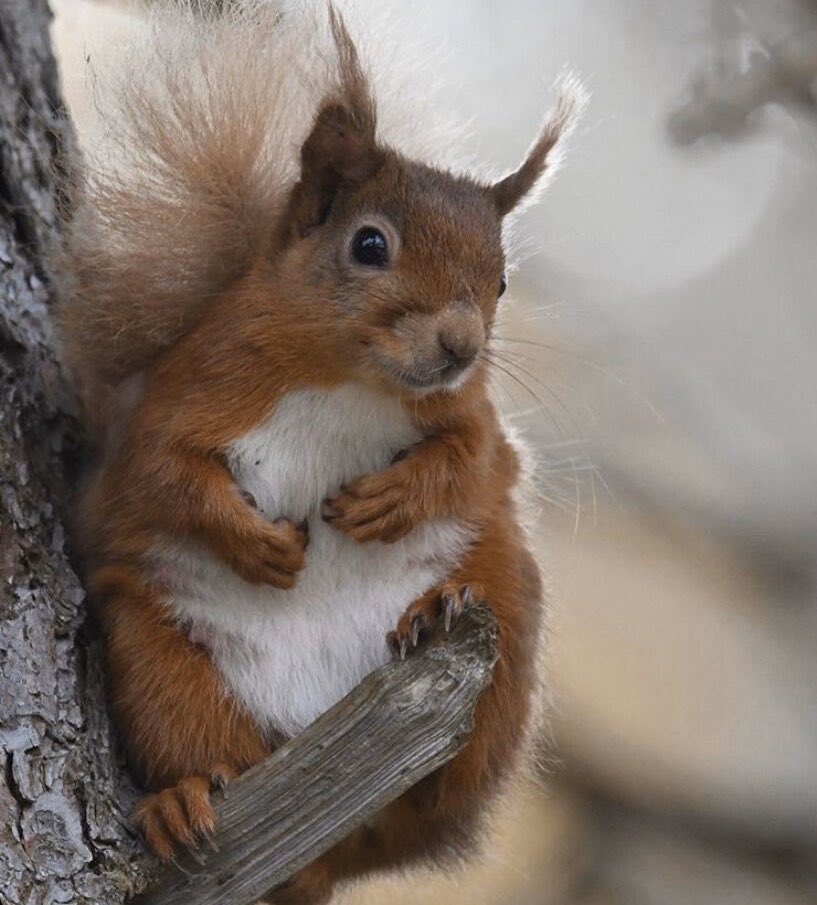 Our 3rd finalist in our #photocompetition is this beautiful photo of a Perthshire #redsquirrel taken by the very talented Marian Coburn #getliking