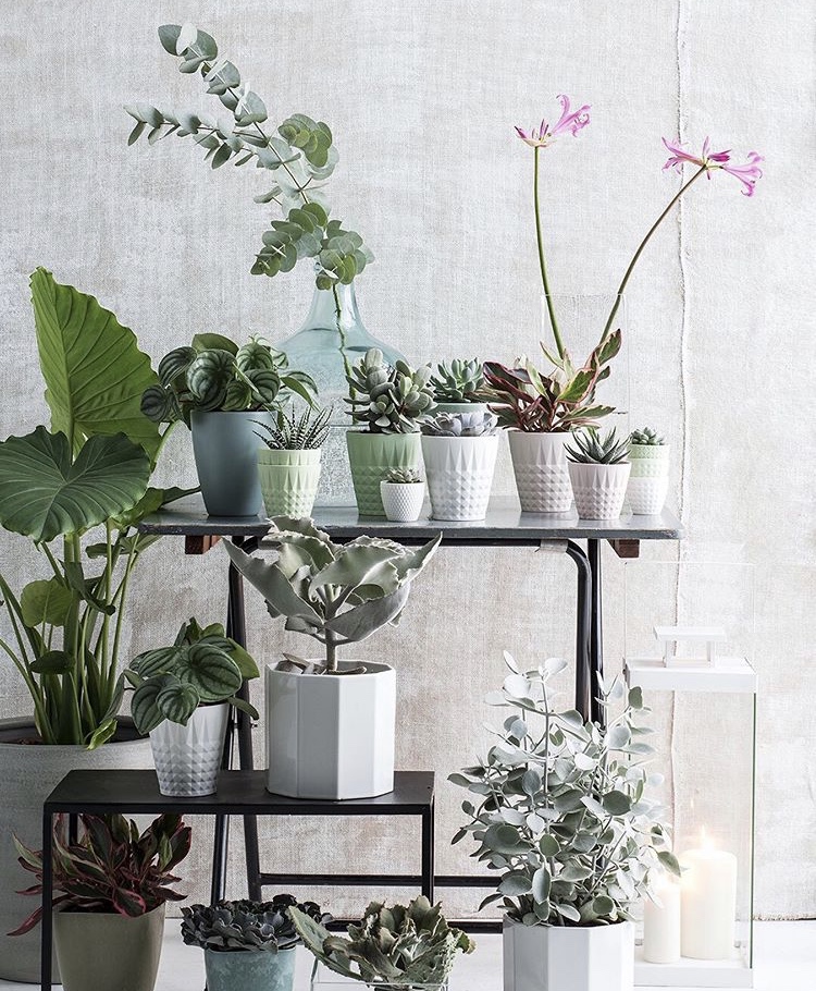 easy_agency's tweet photo. You can never have enough plants....we thought weโd brighten your Thursday up with @micadecorations. I think weโll take them all!
#easyagency #micadecorations #repost #homeinterior #plants #urbanjungle #decor #home #greenliving #interior #design #thursday https://t.co/mLiCGuLSsG
