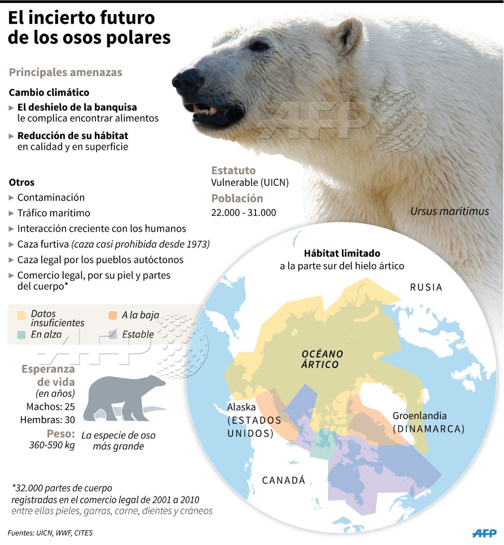 Dónde viven los OSOS POLARES? - HÁBITAT NATURAL