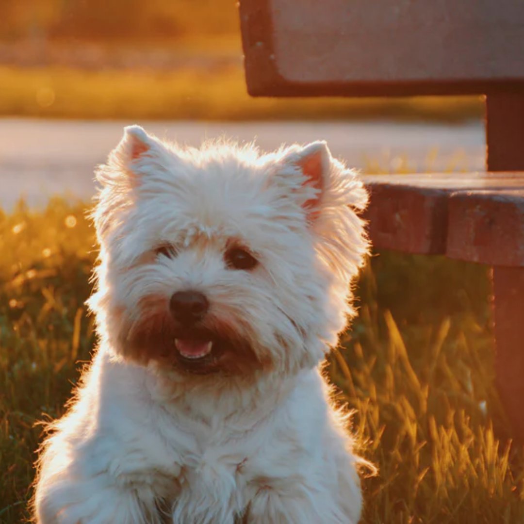 SoleFlops's tweet photo. Ah, don't you just love that #GoldenHour color? With #Spring just around the corner, are you ready for the longer days and later sunsets?

#sunlight #hope #day #CairnTerrier https://t.co/WiCViga6TM