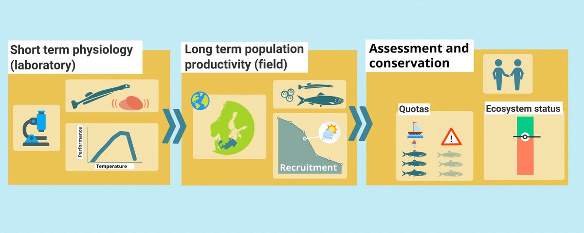 Interested in how physiological indicators can help explaining changes in fish productivity 🐟?
👇Check out our new paper in #EcologicalIndicators (1/3)

sciencedirect.com/science/articl…